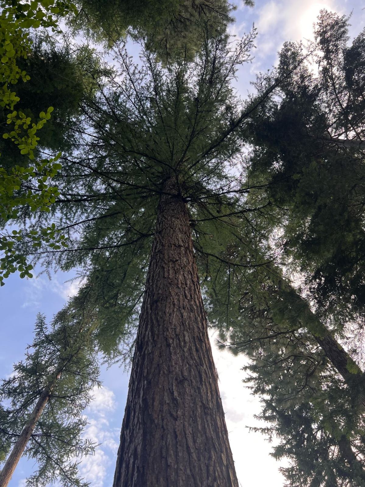 Looking straight up a tall conifer trunk