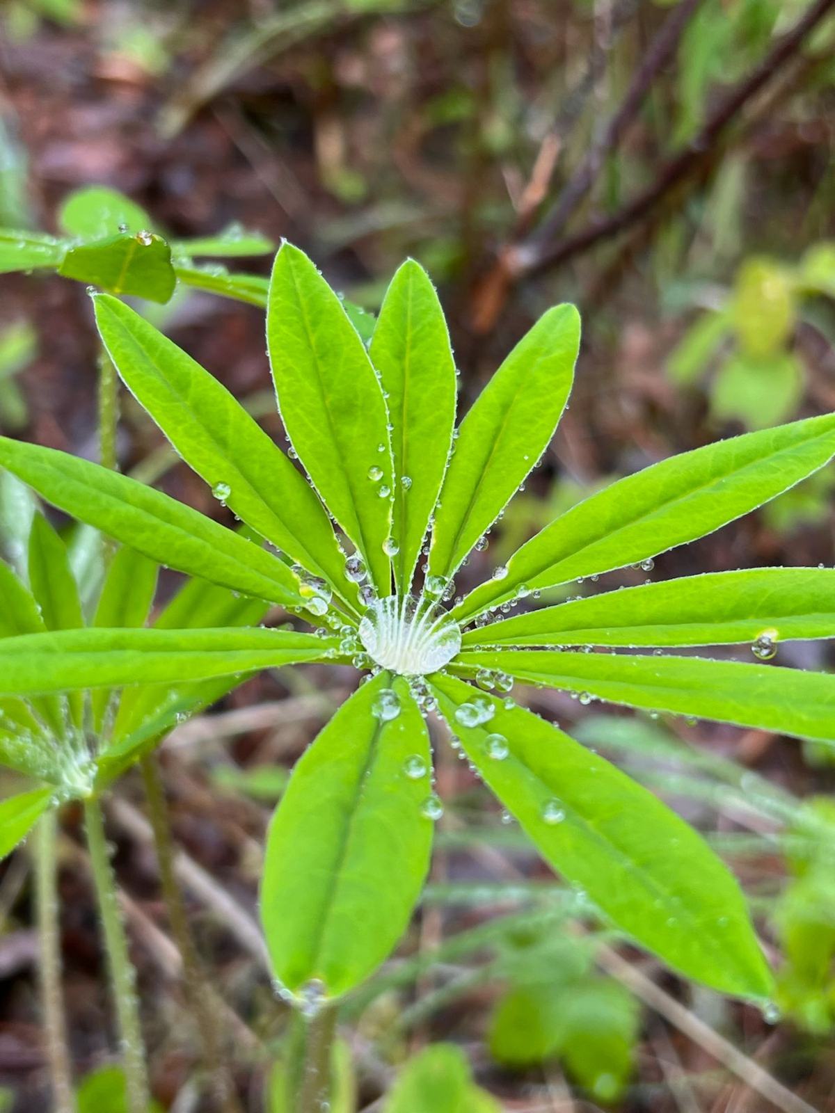 Close-up photograph of a lupine leaf holding rain droplets at its center