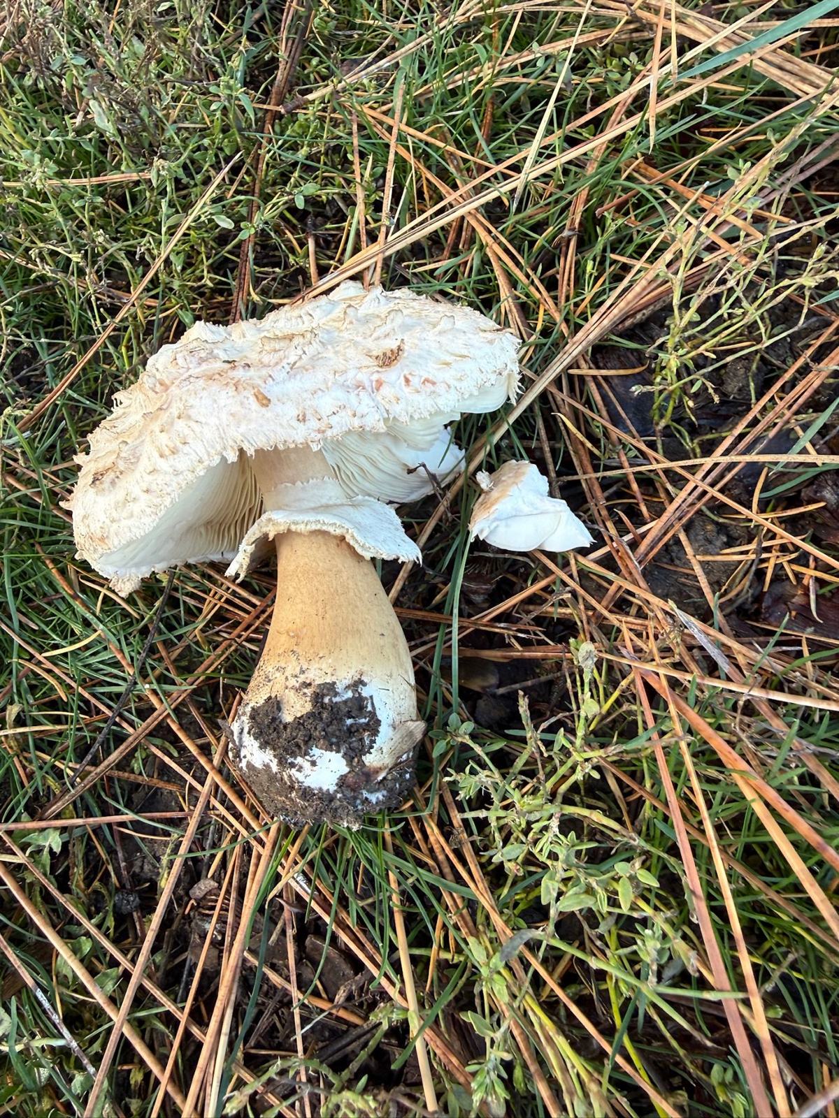 A white mushroom rising out of pine needles