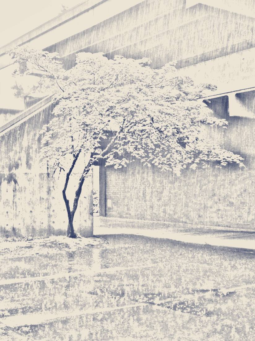 Sketch of the maple under the overpass