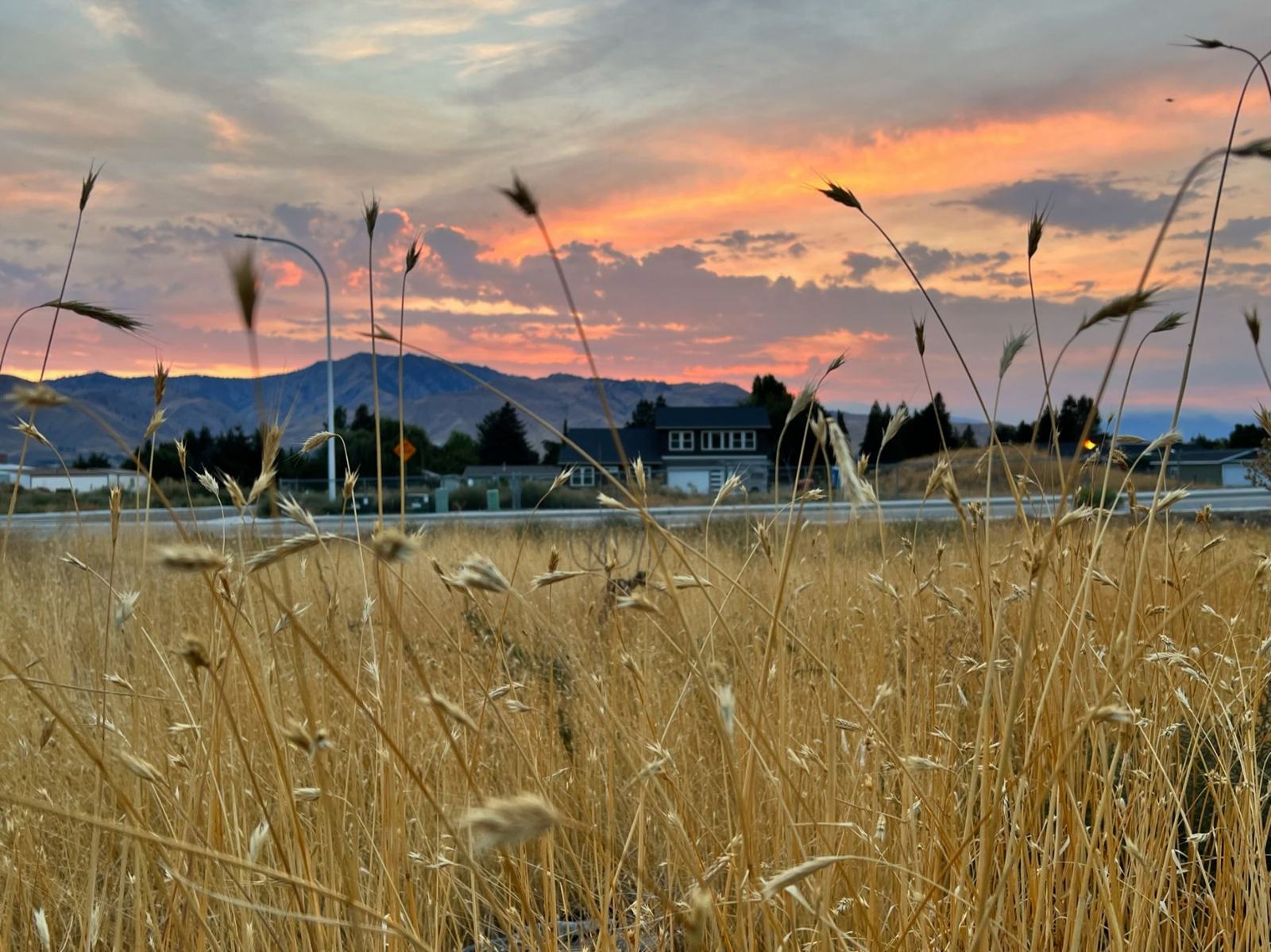 Wheat field at sunset